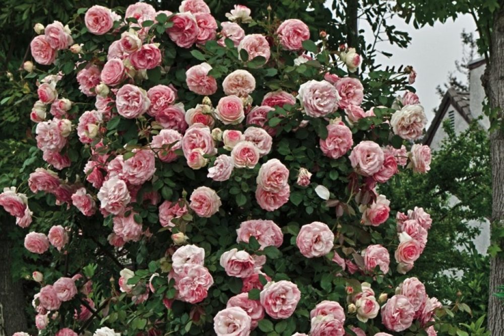 Weeks_Roses_S12
Rosa PearlyGates_1000867_4CC.CR2